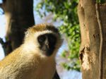 14295 Portrait of a sight monkey in the tree.jpg